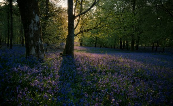 Which UK locations are renowned for their spring bluebell woods, and when do they bloom?